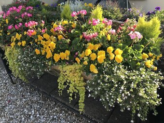 The Cherry @ Lufflands