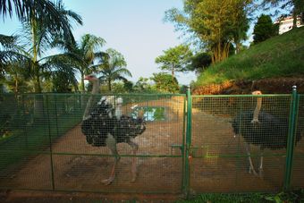 Apartamento Arayal Resorts: A Unit Of Sharoy Resort, Wayanad