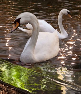 Hotel Embassy Suites Dallas - Near The Galleria