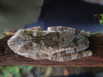 Isla Violin Eco-lodge