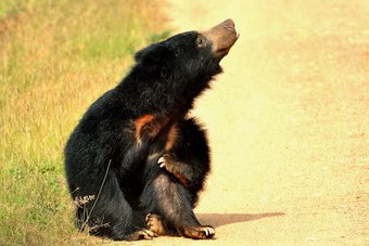 Big Game Camp Wilpattu