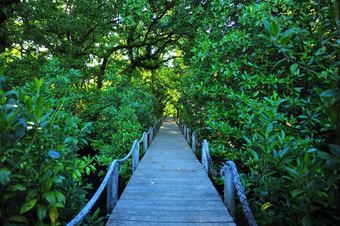 Hotel Pacific Treelodge Resort