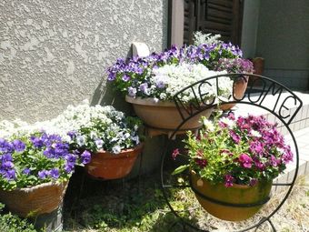 Hotel Pension Sirogisu