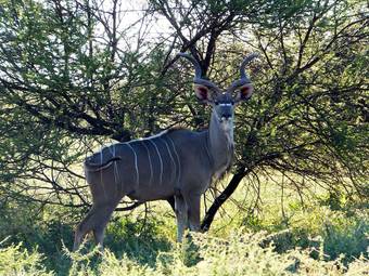 Posada Iphofolo Lodge