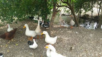 Hotel Kiskeya Guest House