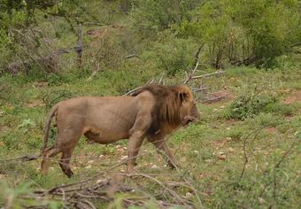 Wild Olive Tree Camp