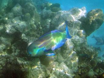 Apartamentos Fairytern Chalets