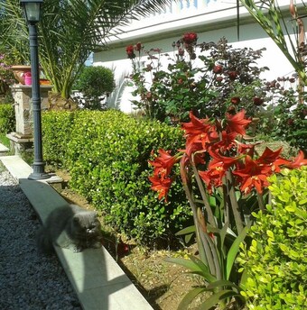 Bed & Breakfast Villa Elisa