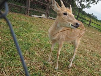 Hotel California Farm