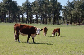 Casa Rural Rancho Montalvo