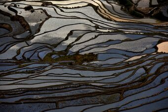 Hotel Plants And Flowers.ysts