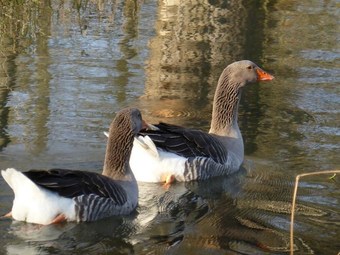 Bed & Breakfast Le Parc Des Aubiers