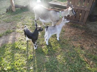 Bed & Breakfast La Petit Cretouffiere