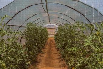 Apartamento Ta Ambelakia