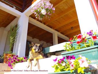 Hostal Pensiunea Valea Cernei