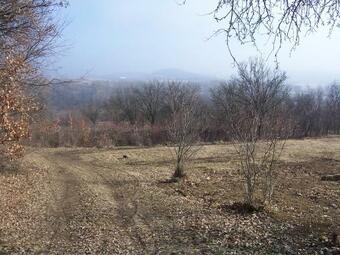 Cottage By The Woods