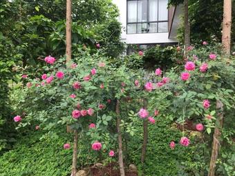 Flamingo Dailai - Hq Villa