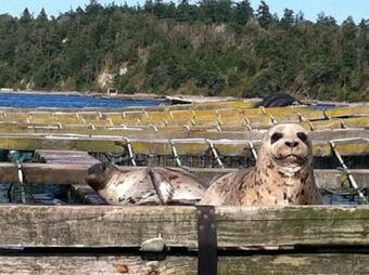 243 - The Evans Beach House