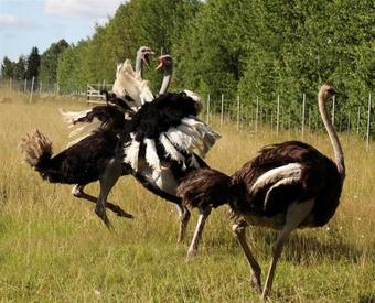 Apartamentos Ketolantilan Majoitus