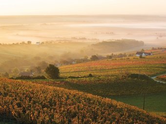 Elite Apartment In Lutzmannsburg With Garden