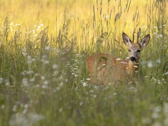 Cosy Chalet With Combi-microwave, Next To A Nature Reserve