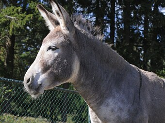 Detached Chalet With Terrace, Surrounded By Nature