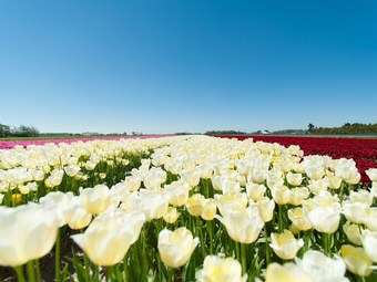 Modern Holiday Home Located Against The Dunes Between Schoorl And Bergen