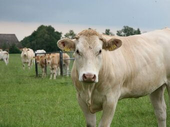 Thatched Villa With Two Bathrooms, At 8 Km. From Hoogeveen