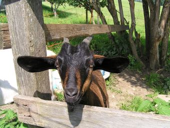 Cozy Apartment In Embach Austria Near Ski Area