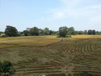 Hotel Paddy House Villa