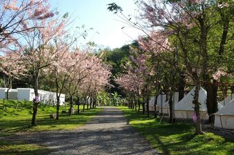 The Tale Of Butterfly