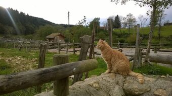 Bed & Breakfast Le Moulin De La Fortie