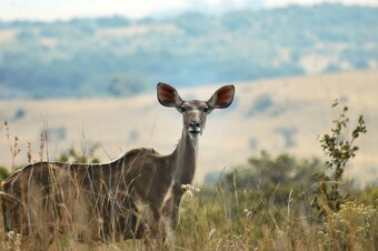 B'sorah Luxury Tented Camp