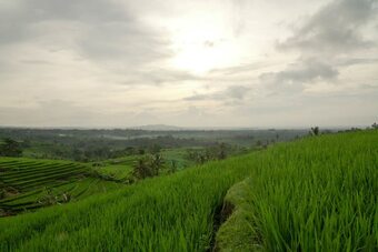 Damara Villa - Jatiluwih