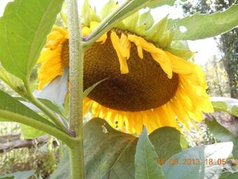 L'arca Di No� - Agricamp