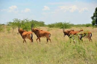 Lodge Qabe Private Safaris