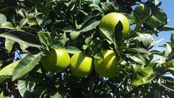 Bed & Breakfast Casale Degli Ulivi