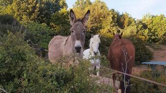 Hotel Les Anes De Petit Jean
