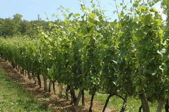 Hotel Chambres Sous Les Vignes Du Buttois