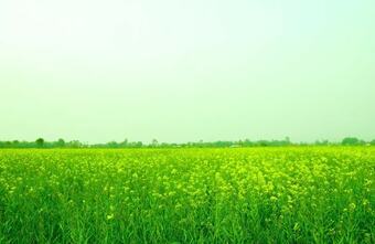 Hotel Indigenous Bufferzone Community Homestay