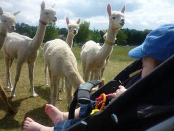 Apartamento De Alpacaboerderij