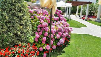 Regina Di Saba Hotel - Villa Ricevimenti