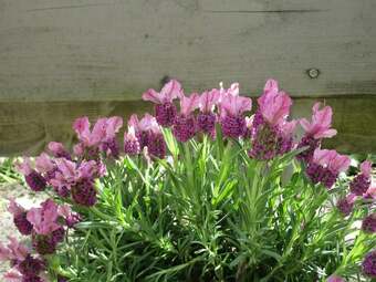 Hotel Un Figuier Dans Notre Jardin