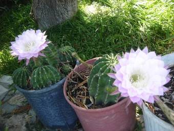 Barbara Studios & Apartments