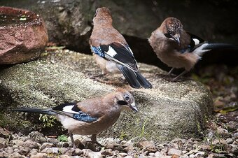 Hotel B&B Pas De Deux