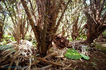 Hotel Desa Wisata Sibetan Homestay