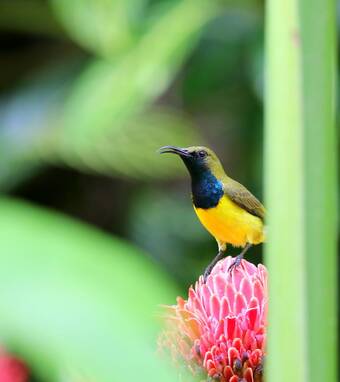Hotel Habitat Bohol Highland Nature