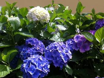 Bed & Breakfast Ca' Di Pincia