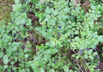 Susann's B&B Vandrarhem