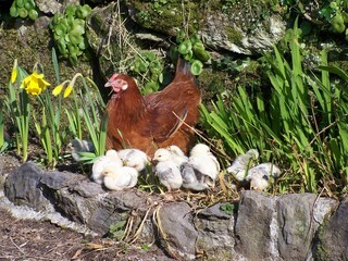 Bed & Breakfast Dromagowlane House